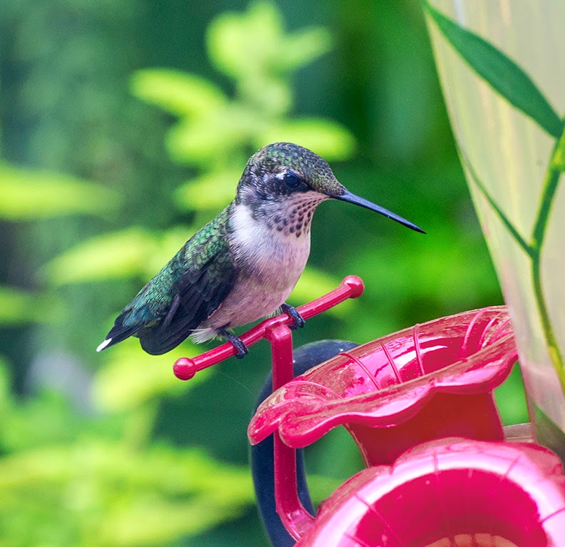 hummingbird at feeder