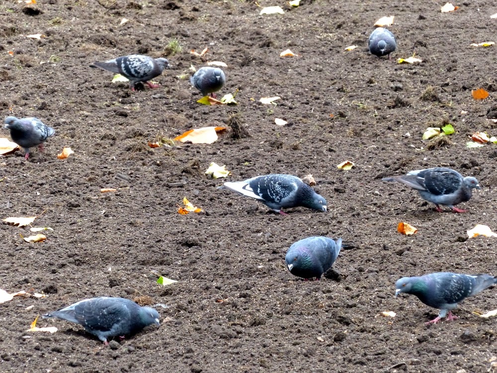 Pigeons+eating+grass+seed+1a.jpg