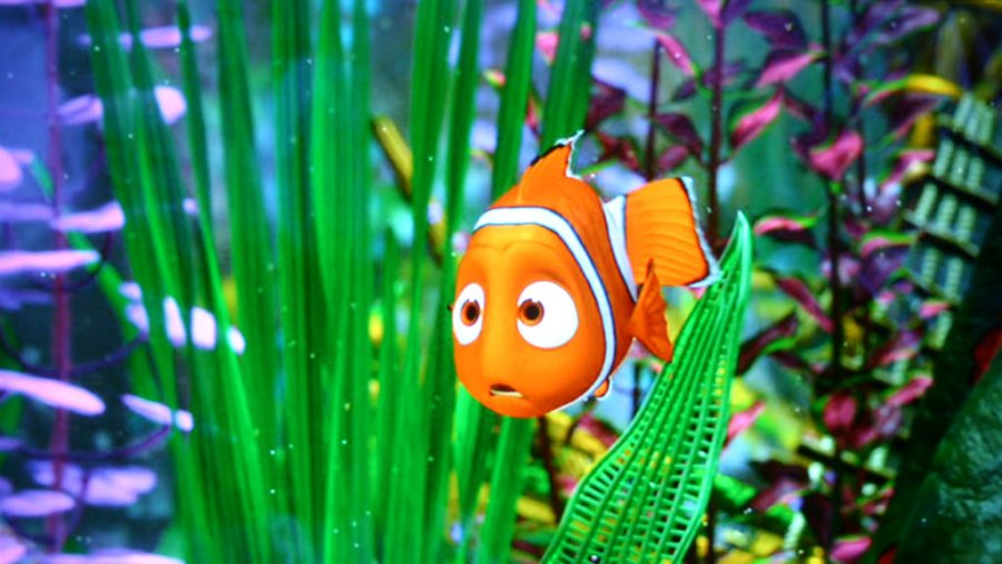 Finding Nemo