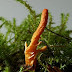 CORDYCEPS SINENSIS. Ιδιότητες στην κόπωση - εξάντληση - στρες.Ενάντια στις μολυσματικές ασθένειες