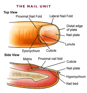 Kenya Food Diary: Keeping healthy beautiful nails nail skin diagram 