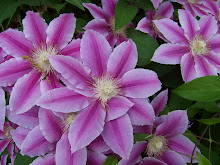 Clematis blooms 2011