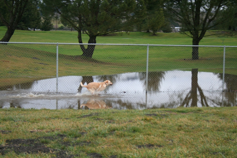 cabana is running through the puddle with a wake behind her, reflection showing in the puddle