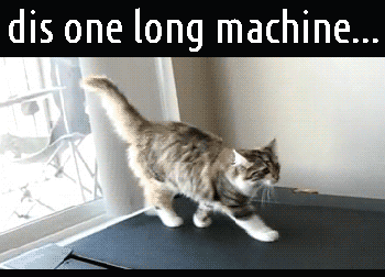cat gif of cat on treadmill