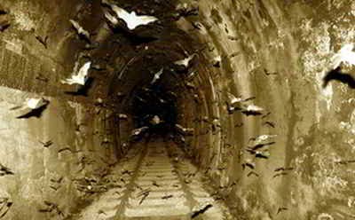 Los murciélagos en los sueños Soñar con murciélagos