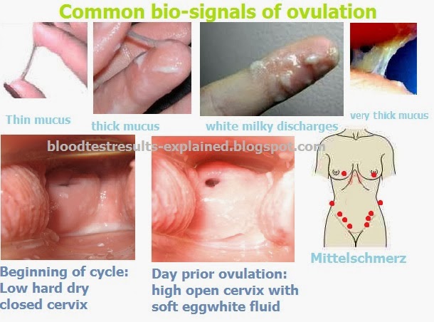 common bio-signals of ovulation time