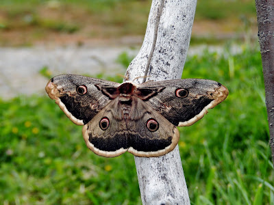Saturnia pyri Saturnia pyri