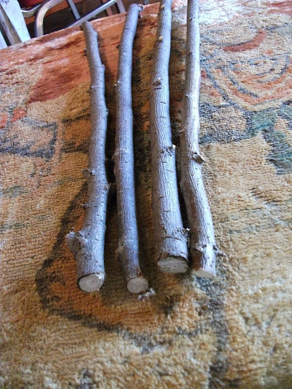 Wands by Tree 13" Elm Wood Wand Blanks for Magick