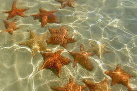 ზღვის ვარსკვლავი