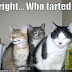 Do Cats Fart?