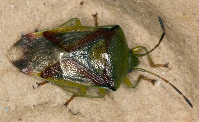 Hawthorn Shield Bug, Acanthosoma haemorrhoidale. Moth morning at Sevenoaks Wildlife Reserve, 14 August 2011. Hawthorn Shield Bug, Acanthosoma haemorrhoidale. Moth morning at Sevenoaks Wildlife Reserve, 14 August 2011.