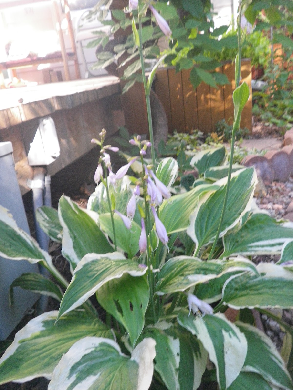 Lori's Garden Over Wintering Hostas in Pots