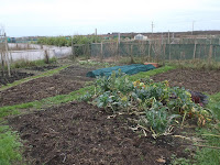  St Ives Cornwall Allotment - December 2015
