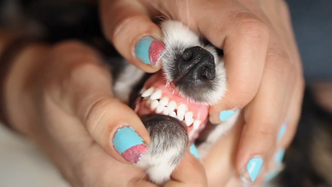 How To Help Teething Puppies Examples and Forms