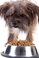 How to Stop Dog Food Aggression How to Stop Dog Food Aggression