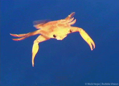 Funny animal gifs - part 121 (10 gifs), funny crab swimming