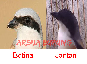 Cara Membedakan Burung Pentet Jantan Dan Betina Cara Membedakan Burung Pentet Jantan Dan Betina
