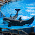 Happiness lives in Sea World, Orlando