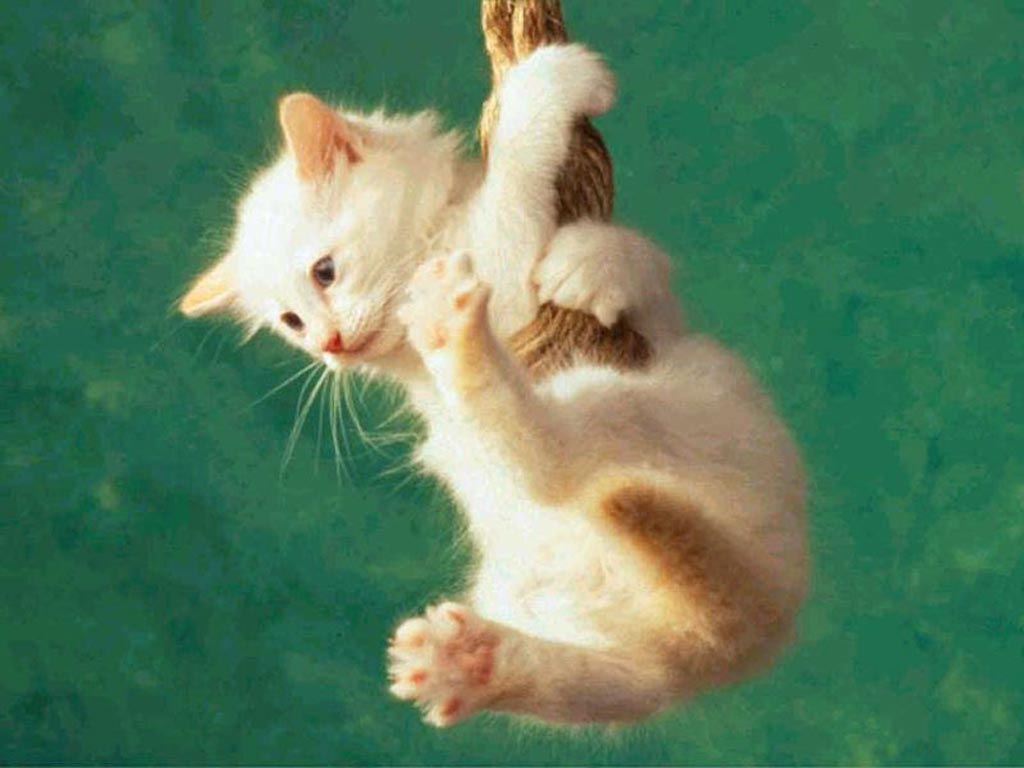 http://4.bp.blogspot.com/-VmnVBtBU0LU/T5KSfe5QrPI/AAAAAAAAAP4/-lblFxvR_Fk/s1600/Cat-Wallpaper-4.jpg