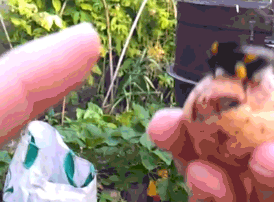 Cool animals giving high fives (15 gifs), funny gifs, bumble bee gives human high five