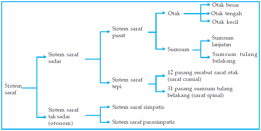 Sistem Saraf pada Manusia