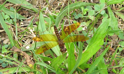 Eastern Amberwing, Perithemis tenera 2