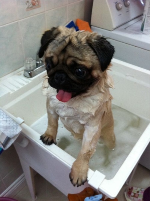 how to clean a pugs nose how to groom your pug many how to clean a pugs nose how to groom your pug many