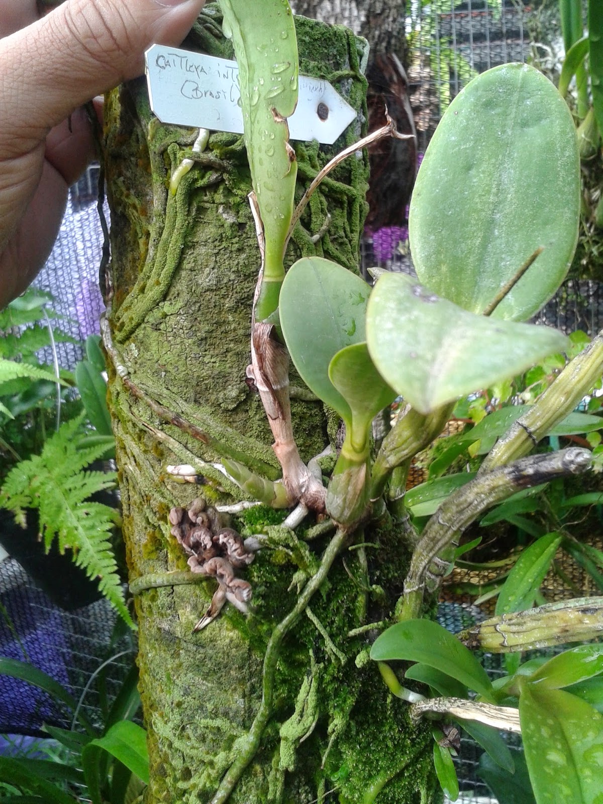 Orquídeas y Aventuras PTY: Orquídeas Montadas o en Potes!?, Secreto