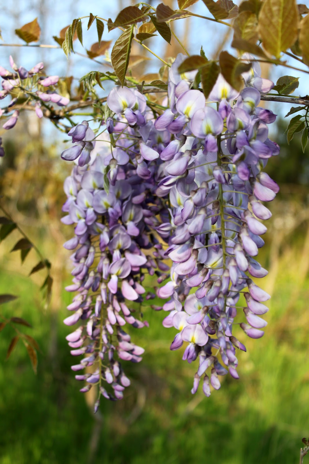 A Tail of Two Cardis Wilson with Wild Wisteria on Wordless Wednesday
