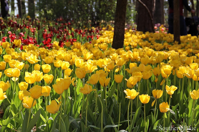 Garvan Woodland Gardens