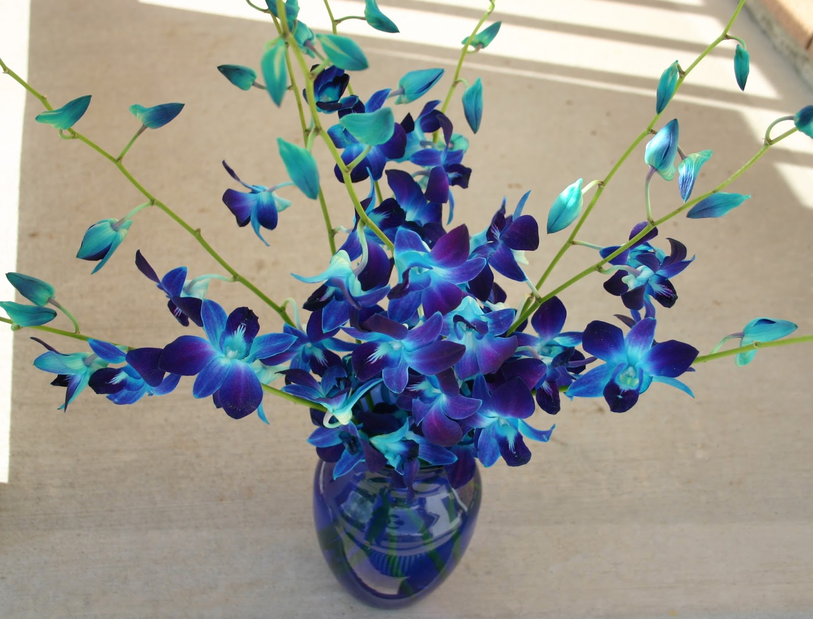 STEMDYED ORCHIDS A work of art made easy Sowing the Seeds