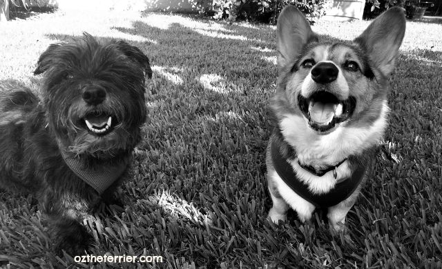 Oz the Terrier and his best friend Bentley the Corgi enjoying being happy