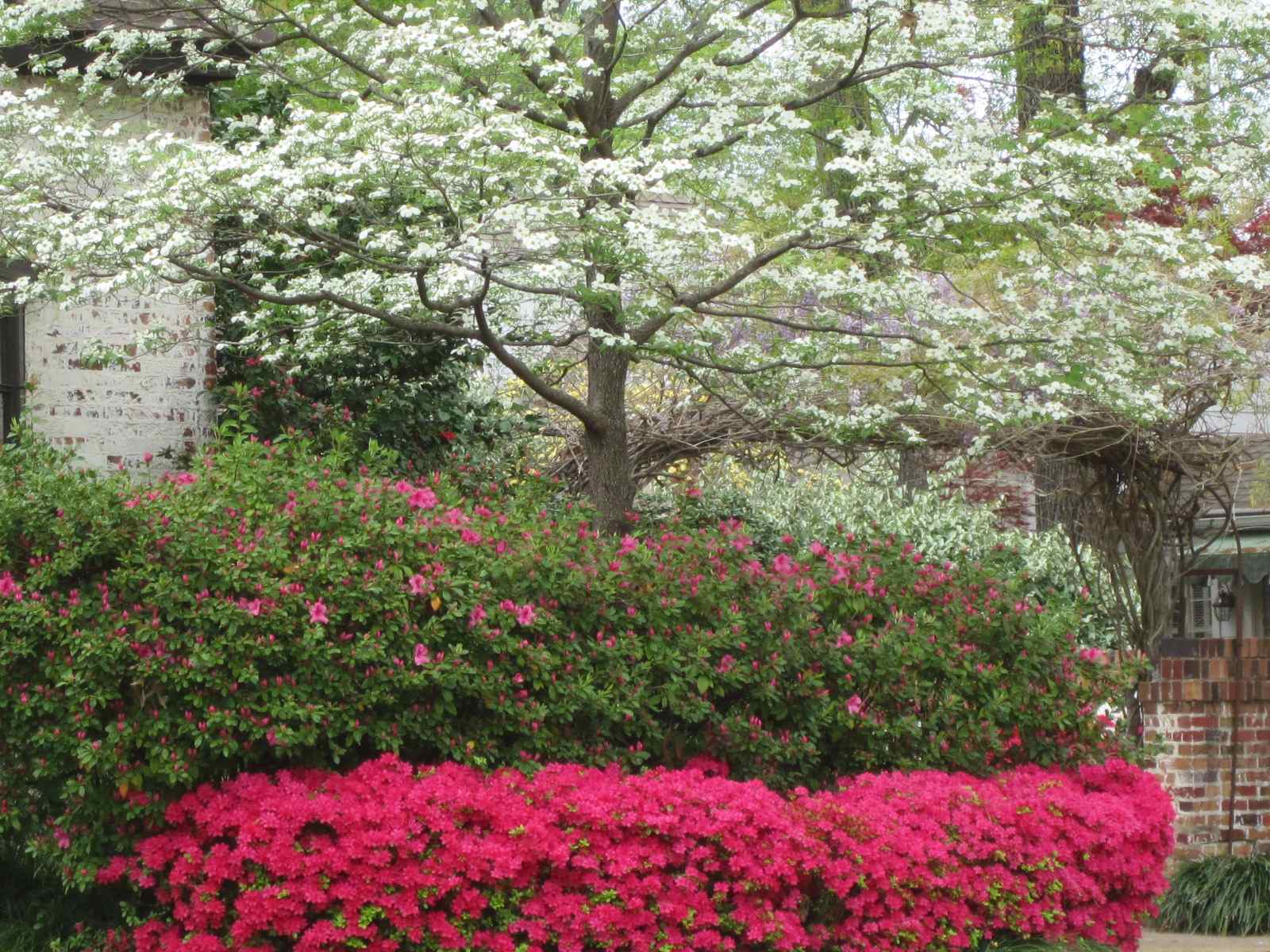 Landscaping Ideas For Front Of House Azaleas Pdf
