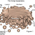 Pengertian Badan Golgi thumbnail