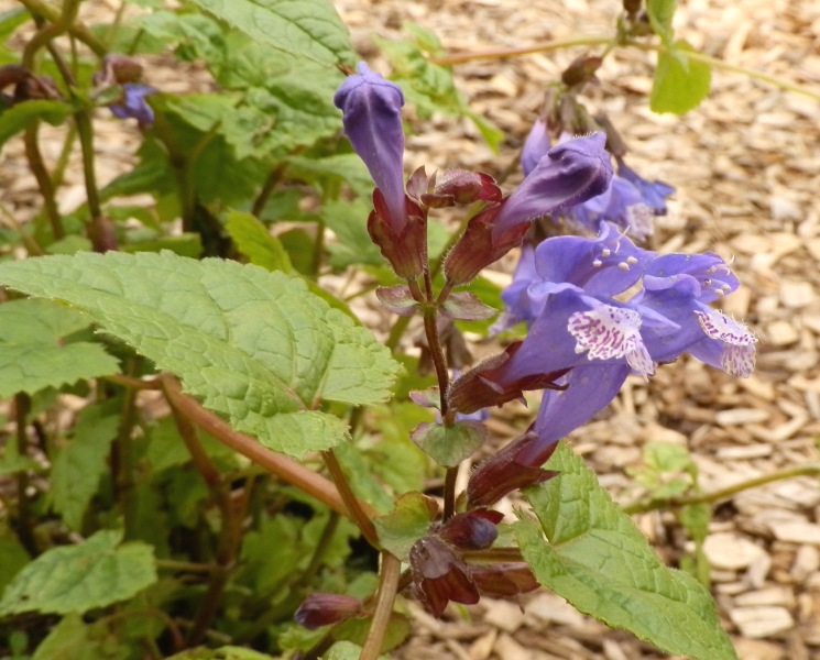 Thyboesminde stauder