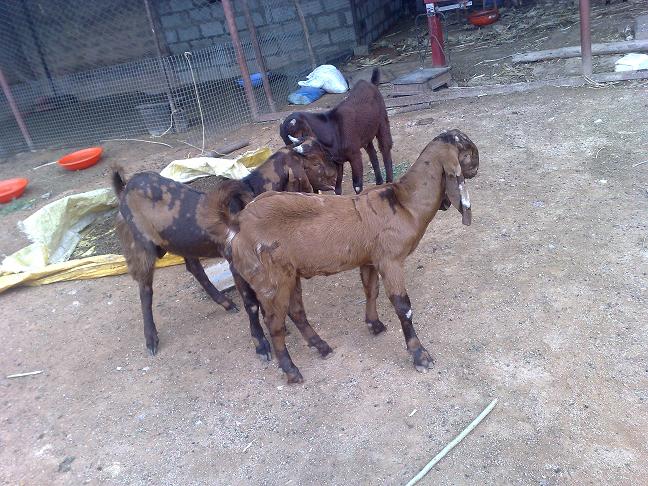 Goat for sales in india