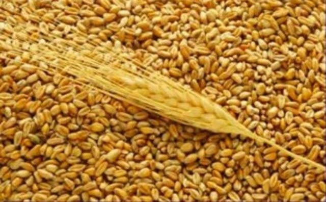 самогон из пшеницы самогон из пшеницы