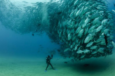 Kisah di Balik Foto Fantastis 'David and Goliath'