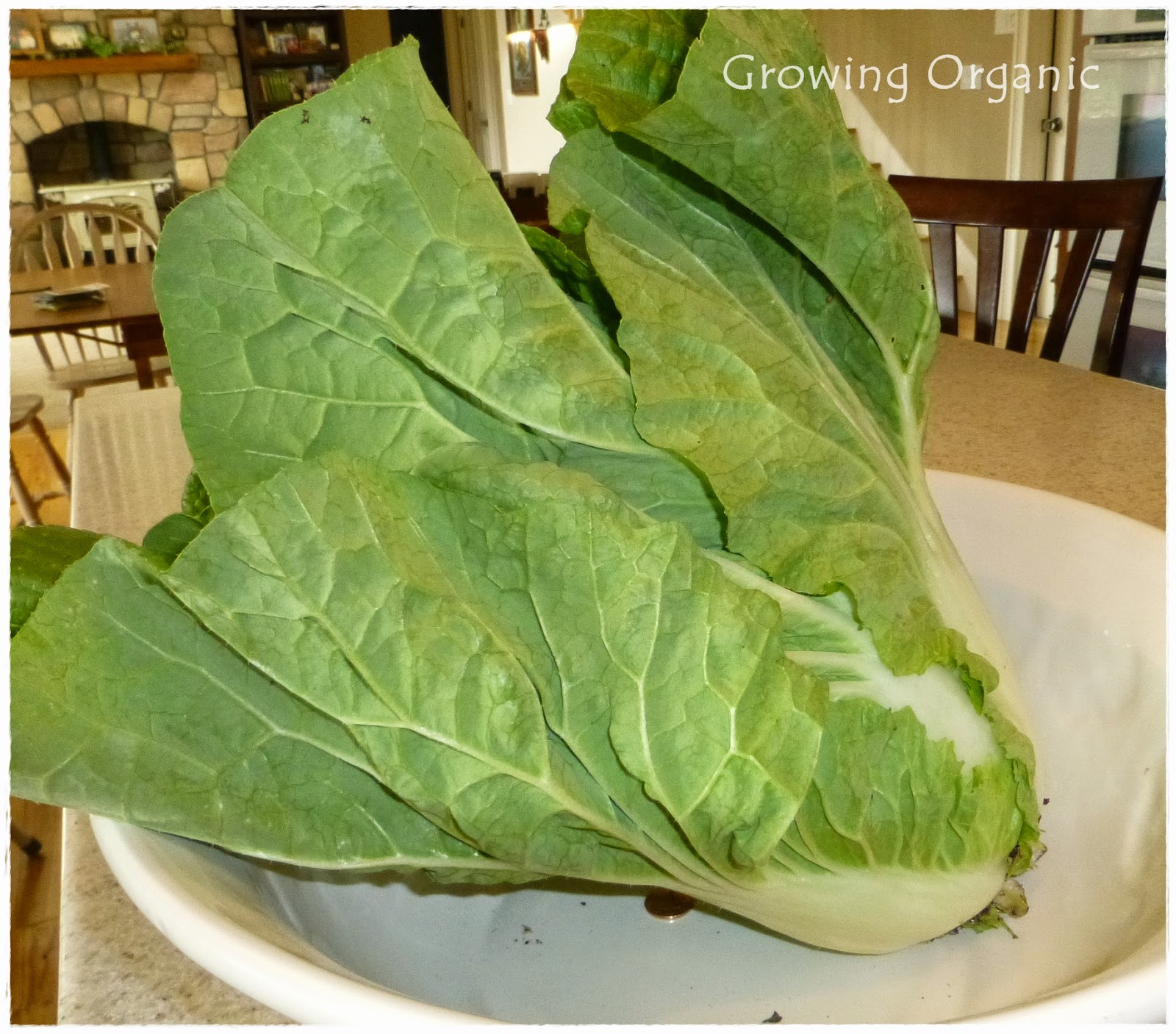 Growing Organic Spring Greens for the Garden