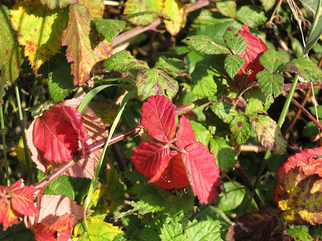 A blackberry branch with lots of bright red leaves. The ones behind are yellow and green.