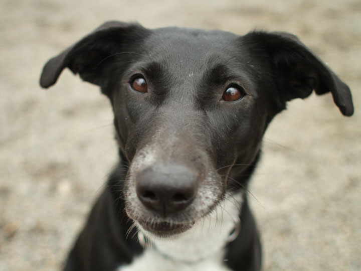 Tipper Border Collie Pointer mix