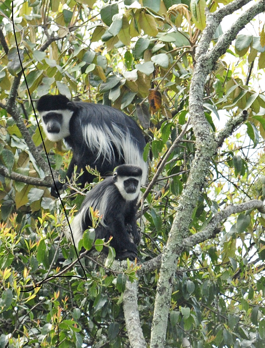 Black Colobus