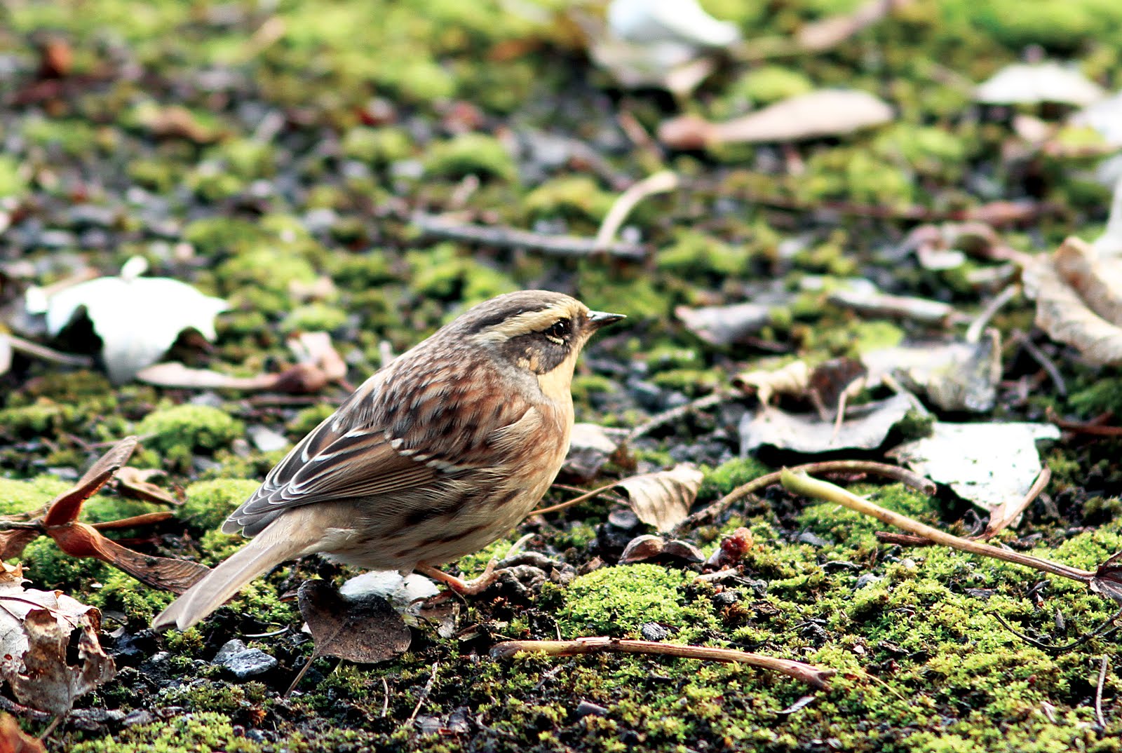 SIBERIAN ACCENTOR!