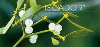 Iscador 