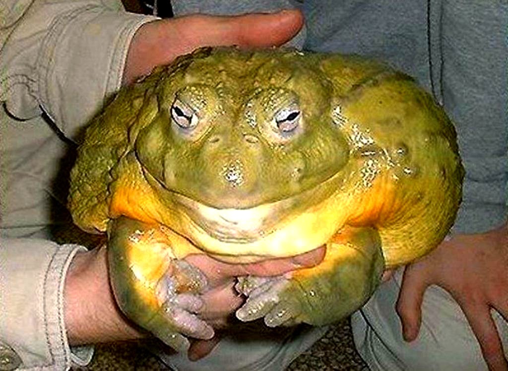 gambar katak raksasa african bullfrog
