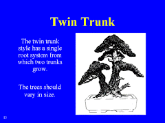 Twin Trunk