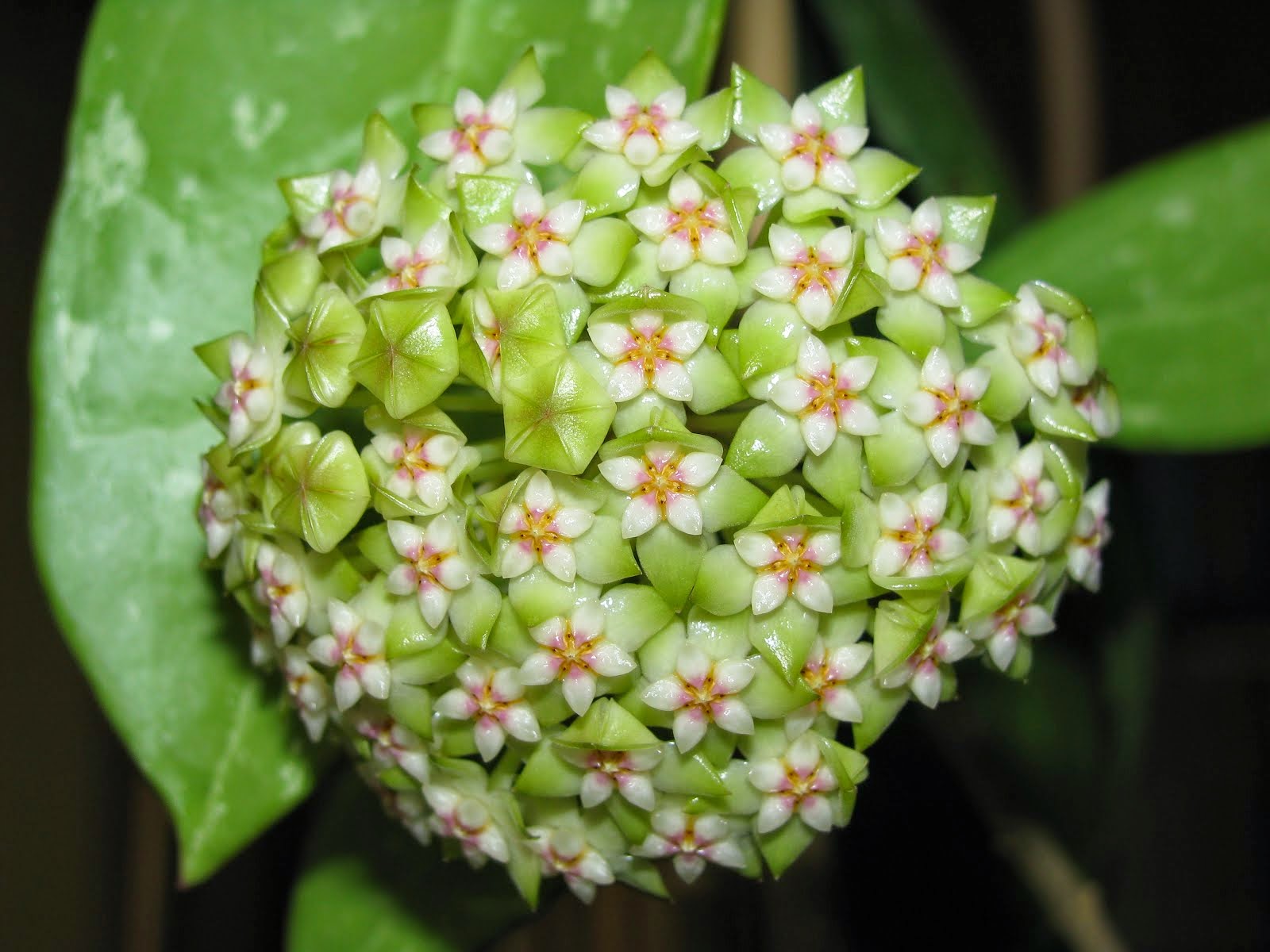 hoya acuta EPC-271