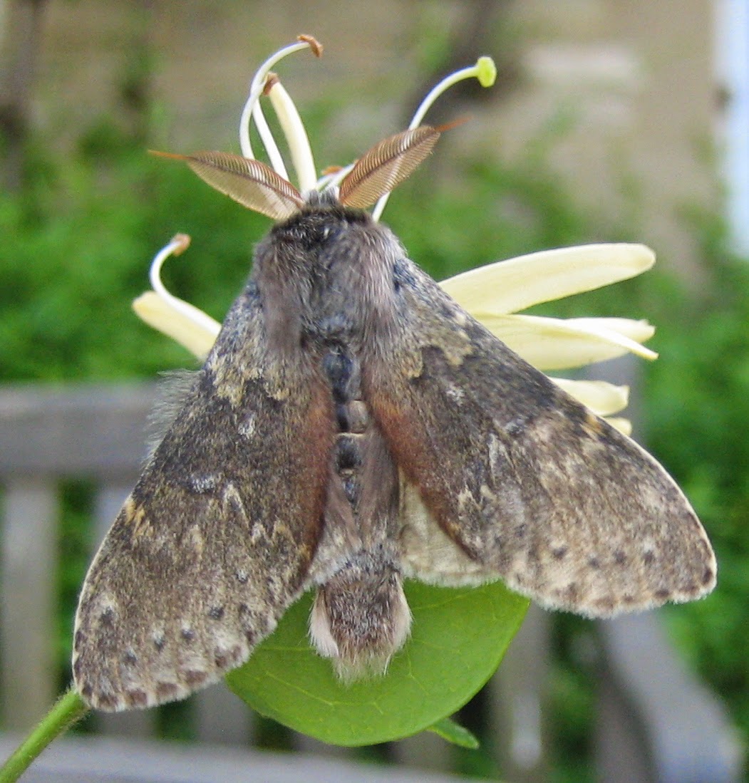 Thermidor comes early