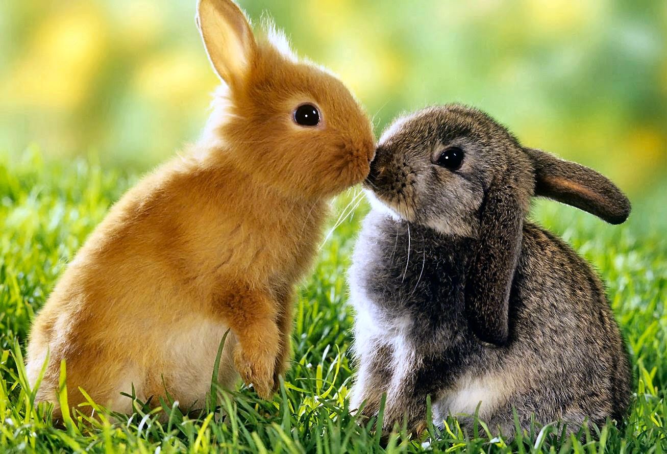 Azithromycin (Zpack)