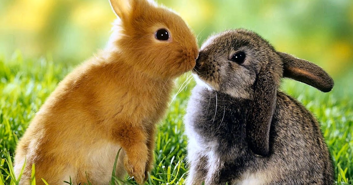 Chloroquine phosphate singapore